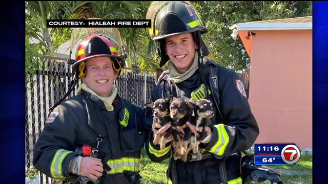 3 desplazados, 5 cachorros rescatados después del incendio de una casa en Hialeah – WSVN 7News |  Noticias de Miami, Clima, Deportes