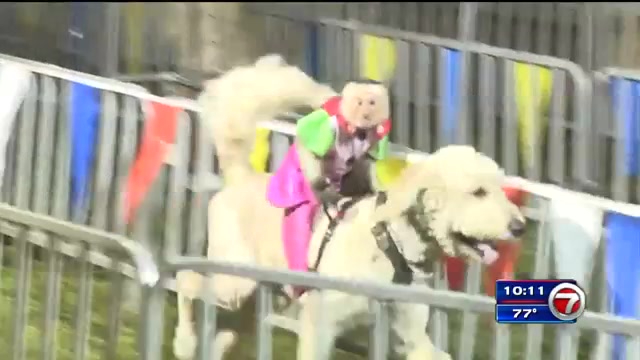 Activistas de animales denuncian el Banana Derby de la Feria del Condado de Broward, con monos montando perros – WSVN 7News |  Noticias de Miami, Clima, Deportes