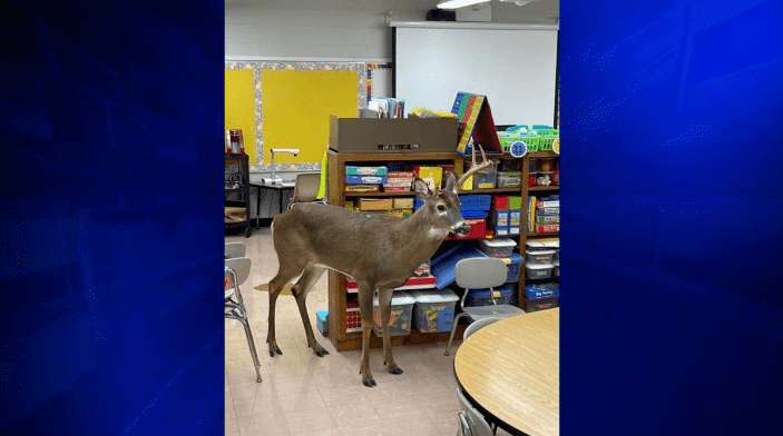Buck se estrella en el aula de una escuela primaria en Tennessee – WSVN 7News |  Noticias de Miami, Clima, Deportes