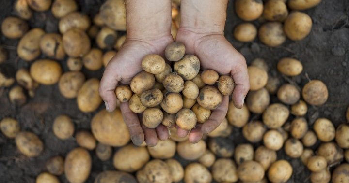 Científicos intentan hacer papas capaces de resistir el cambio climático – National