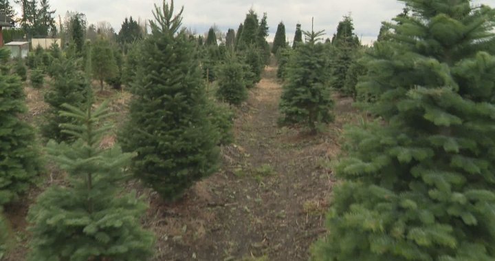 ‘Hay escasez de oferta allí’: la demanda de árboles de Navidad es alta en el segundo año de la pandemia de COVID-19