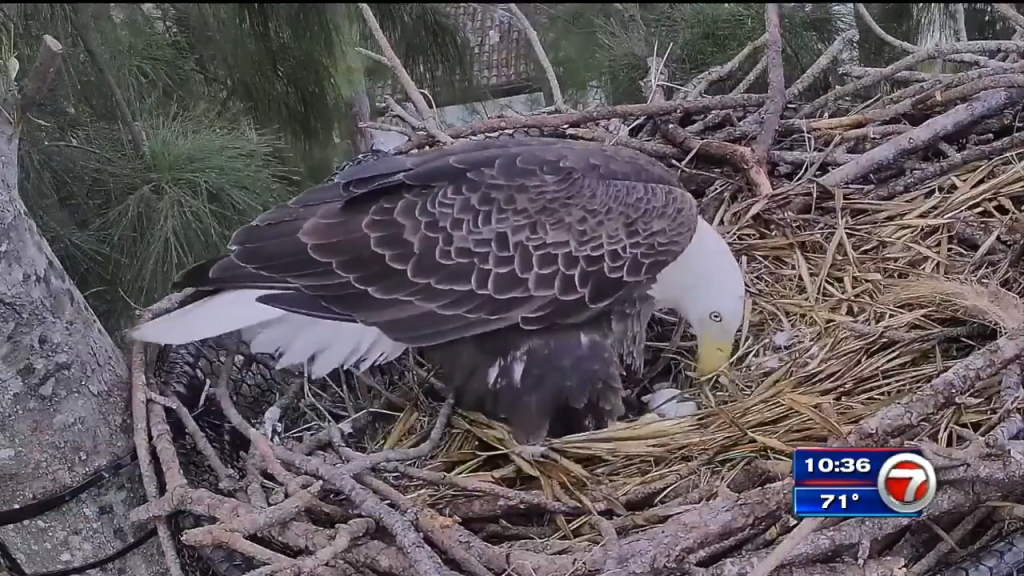 Par de águilas sorprendieron al zoológico de Miami el Día de Acción de Gracias – WSVN 7News |  Noticias de Miami, Clima, Deportes
